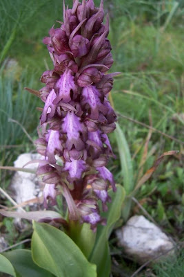 Barlia robertiana,
Barlia,
Giant Orchid