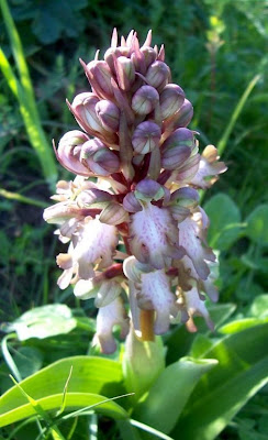 Barlia robertiana,
Barlia,
Giant Orchid