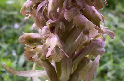 Barlia robertiana,
Barlia,
Giant Orchid