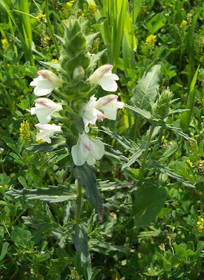 Bartsia trixago Bartsia trixago