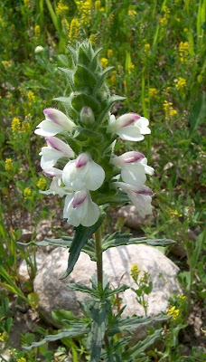 Bartsia trixago Bartsia trixago