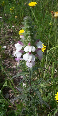 Bartsia trixago Bartsia trixago