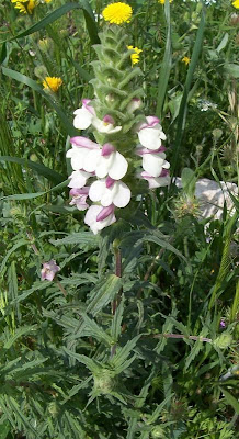 Bartsia trixago Bartsia trixago