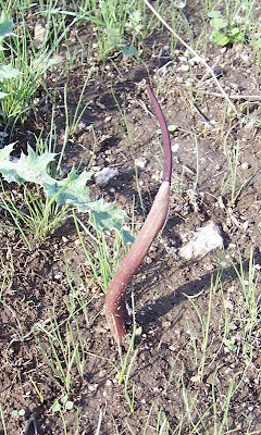 Biarum tenuifolium (L.) Schott