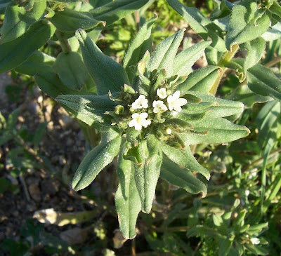 Buglossoides arvensis,
aljofareira,
corn gromwell,
corn-gromwell,
Erba-perla minore,
field gromwell,
pigeonweed Buglossoides arvensis,
aljofareira,
corn gromwell,
corn-gromwell,
Erba-perla minore,
field gromwell,
pigeonweed