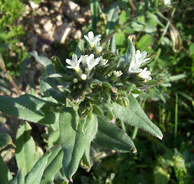 Buglossoides arvensis,
aljofareira,
corn gromwell,
corn-gromwell,
Erba-perla minore,
field gromwell,
pigeonweed Buglossoides arvensis,
aljofareira,
corn gromwell,
corn-gromwell,
Erba-perla minore,
field gromwell,
pigeonweed
