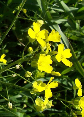 Bunias erucago,
bunias fausse roquette,
Cascellore comune,
crested wartycabbage,
ma&ccedil;a-de-bedel,
Morgenl&auml;ndisches Zackensch&ouml;tchen,
mostacilla,
Southern Warty Cabbage