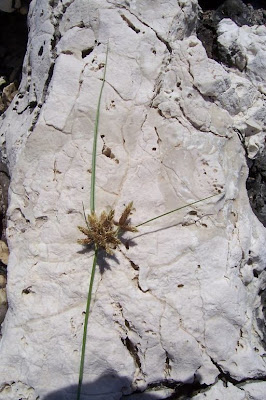 Bolboschoenus maritimus (L.) Palla