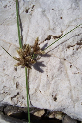 Bolboschoenus maritimus (L.) Palla
