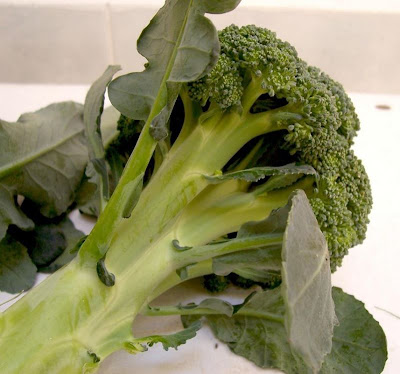 Brassica oleracea var. botrytis,
Blumenkohl,
broccoli,
cauliflower,
cavolfiore,
chou brocoli,
chou-fleur,
coliflor,
couve-flor,
hua ye cai Brassica oleracea var. botrytis,
Blumenkohl,
broccoli,
cauliflower,
cavolfiore,
chou brocoli,
chou-fleur,
coliflor,
couve-flor,
hua ye cai