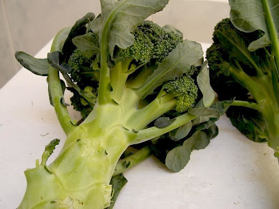 Brassica oleracea var. botrytis,
Blumenkohl,
broccoli,
cauliflower,
cavolfiore,
chou brocoli,
chou-fleur,
coliflor,
couve-flor,
hua ye cai Brassica oleracea var. botrytis,
Blumenkohl,
broccoli,
cauliflower,
cavolfiore,
chou brocoli,
chou-fleur,
coliflor,
couve-flor,
hua ye cai