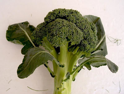 Brassica oleracea var. botrytis,
Blumenkohl,
broccoli,
cauliflower,
cavolfiore,
chou brocoli,
chou-fleur,
coliflor,
couve-flor,
hua ye cai Brassica oleracea var. botrytis,
Blumenkohl,
broccoli,
cauliflower,
cavolfiore,
chou brocoli,
chou-fleur,
coliflor,
couve-flor,
hua ye cai