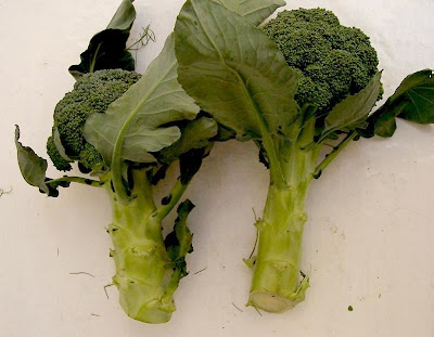 Brassica oleracea var. botrytis,
Blumenkohl,
broccoli,
cauliflower,
cavolfiore,
chou brocoli,
chou-fleur,
coliflor,
couve-flor,
hua ye cai Brassica oleracea var. botrytis,
Blumenkohl,
broccoli,
cauliflower,
cavolfiore,
chou brocoli,
chou-fleur,
coliflor,
couve-flor,
hua ye cai