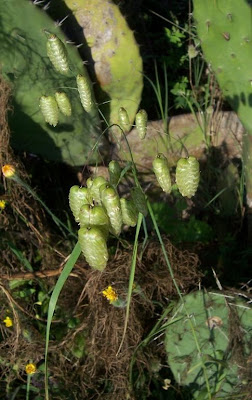 Large quaking grass Large quaking grass