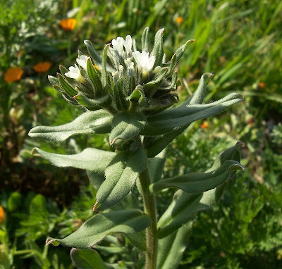 Buglossoides arvensis,
aljofareira,
corn gromwell,
corn-gromwell,
Erba-perla minore,
field gromwell,
pigeonweed Buglossoides arvensis,
aljofareira,
corn gromwell,
corn-gromwell,
Erba-perla minore,
field gromwell,
pigeonweed