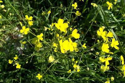 Bunias erucago,
bunias fausse roquette,
Cascellore comune,
crested wartycabbage,
ma&ccedil;a-de-bedel,
Morgenl&auml;ndisches Zackensch&ouml;tchen,
mostacilla,
Southern Warty Cabbage