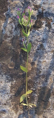 Branched centaury Branched centaury