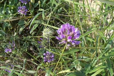 Arabian scurf-pea Arabian scurf-pea