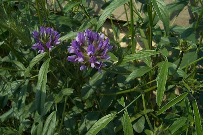 Arabian scurf-pea Arabian scurf-pea