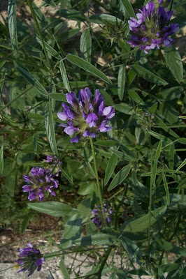 Arabian scurf-pea Arabian scurf-pea