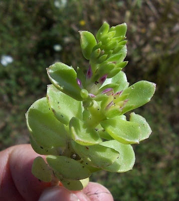 Borracina spinosa Borracina spinosa