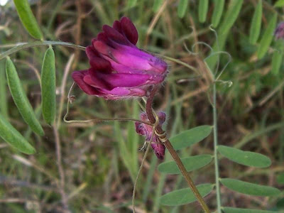 Vesce de Bengale
