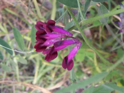 Vesce de Bengale