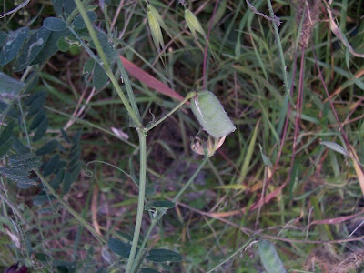 Vesce de Bengale