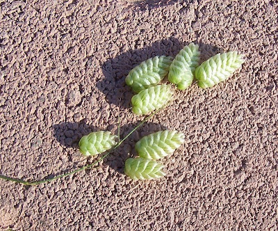 Large quaking grass Large quaking grass