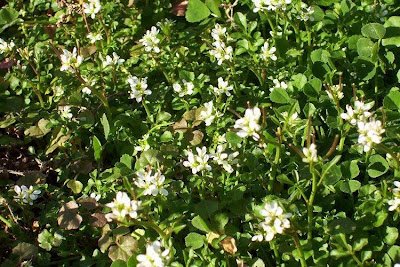Crescione primaticcio Crescione primaticcio