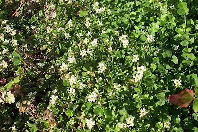 Hairy bittercress