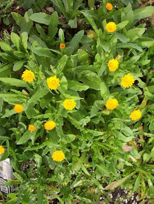 Calendula arvensis,
Acker-Ringelblume,
erva-vaqueira,
field marigold,
field-marigold,
Fiorrancio selvatico,
maravilla del campo,
souci des champs Calendula arvensis,
Acker-Ringelblume,
erva-vaqueira,
field marigold,
field-marigold,
Fiorrancio selvatico,
maravilla del campo,
souci des champs