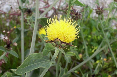 Centaurea nizzarda Centaurea nizzarda