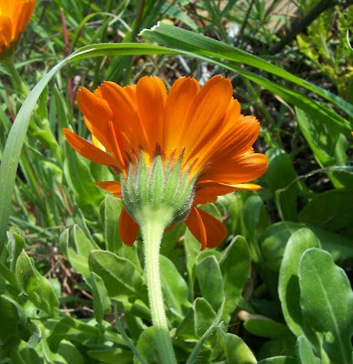 Calendula officinalis,
calendula,
Fiorrancio coltivato,
marigold,
pot marigold,
pot-marigold,
ruddles,
Scotch Marigold,
Scotch-marigold,
Scottish-marigold Calendula officinalis,
calendula,
Fiorrancio coltivato,
marigold,
pot marigold,
pot-marigold,
ruddles,
Scotch Marigold,
Scotch-marigold,
Scottish-marigold