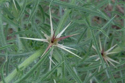 Fiordaliso stellato Fiordaliso stellato