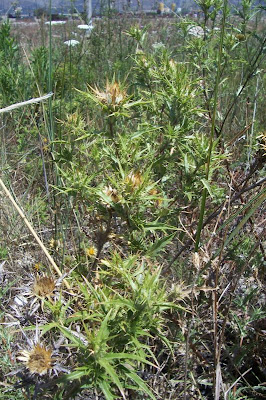 Clustered Carline Thistle
