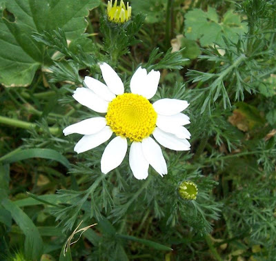 Camomilla tomentosa