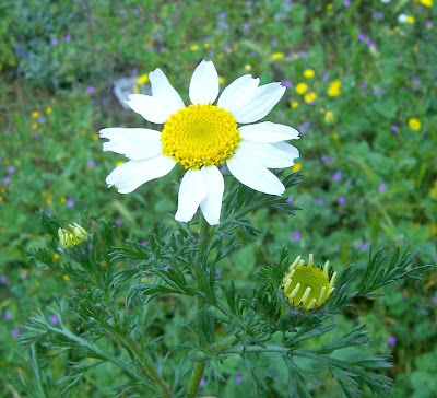 Camomilla tomentosa