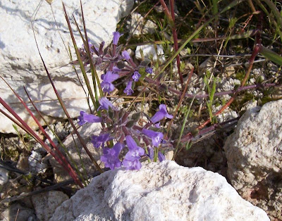 Acinos suaveolens (S. et Sm.) G. Don