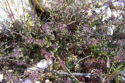 Acinos suaveolens (S. et Sm.) G. Don