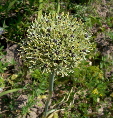 Broadleaf garlic Broadleaf garlic