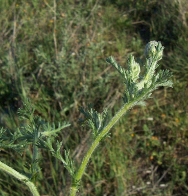 Camomilla tomentosa