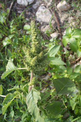 Amaranthus retroflexus L.