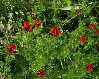 Adonis annua,
Adonide annua,
blooddrops,
Fior d'Adone,
Pheasant's Eye,
pheasant's-eye