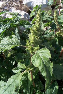 Amaranthus retroflexus L.