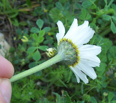 Camomilla tomentosa