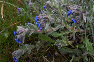 Dyer's bugloss