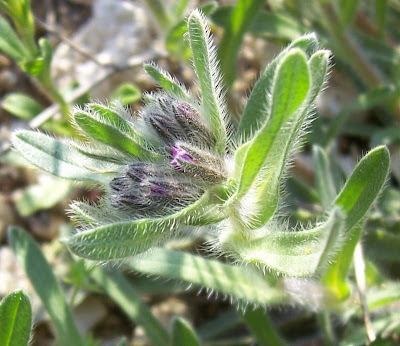 Dyer's bugloss