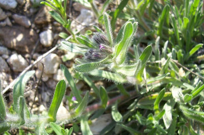 Dyer's bugloss