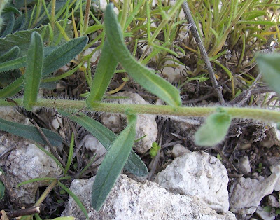 Dyer's bugloss